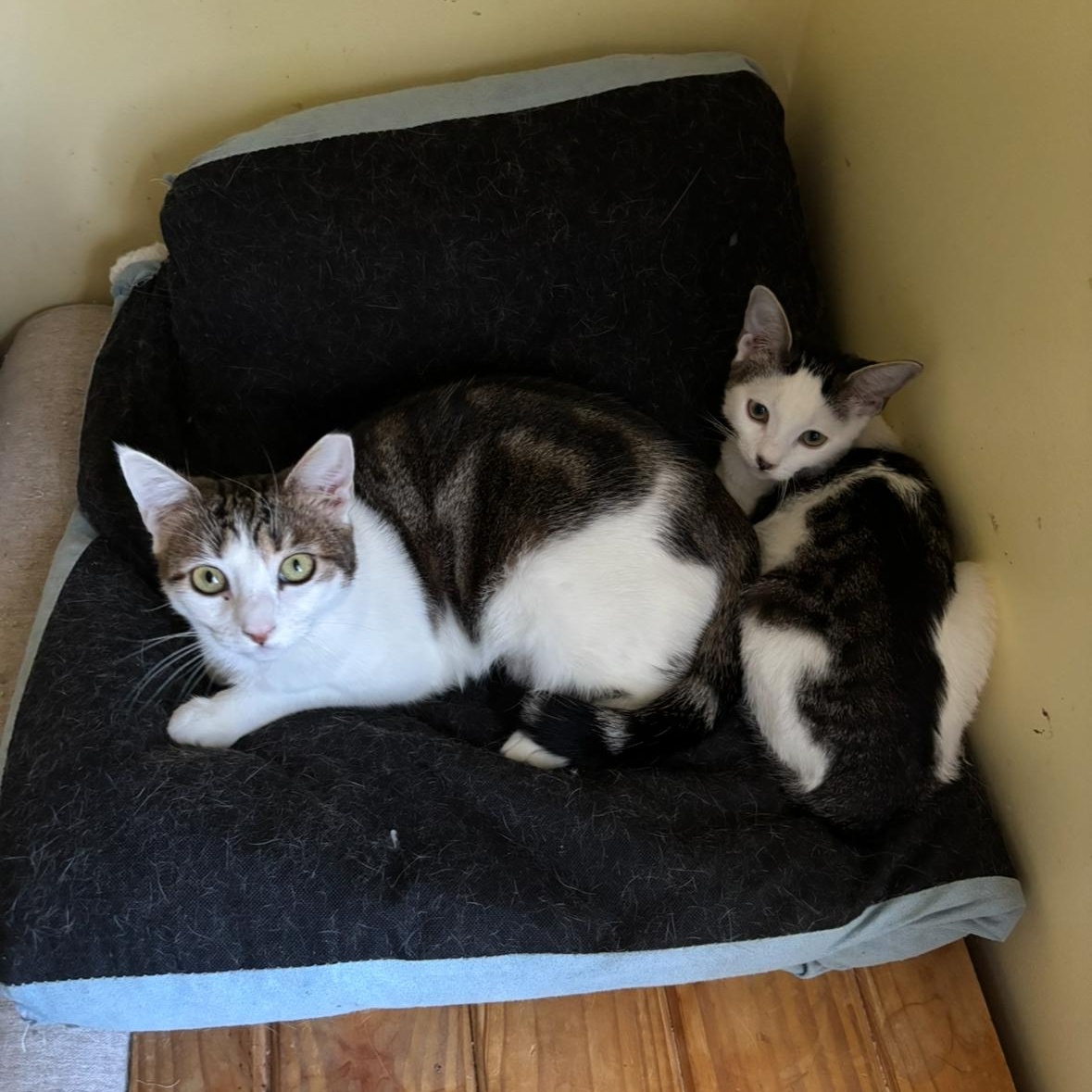 Lily, a Adoptable Domestic Short Hair in Westville, NJ image 6/6