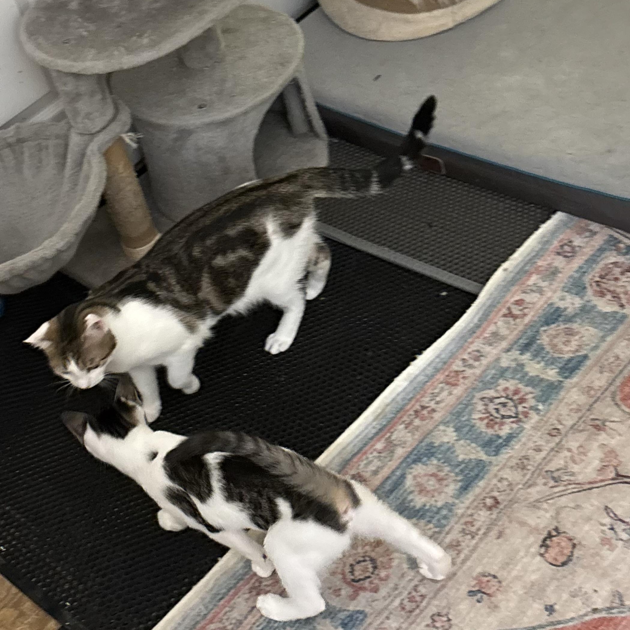 Lily, a Adoptable Domestic Short Hair in Westville, NJ image 3/6