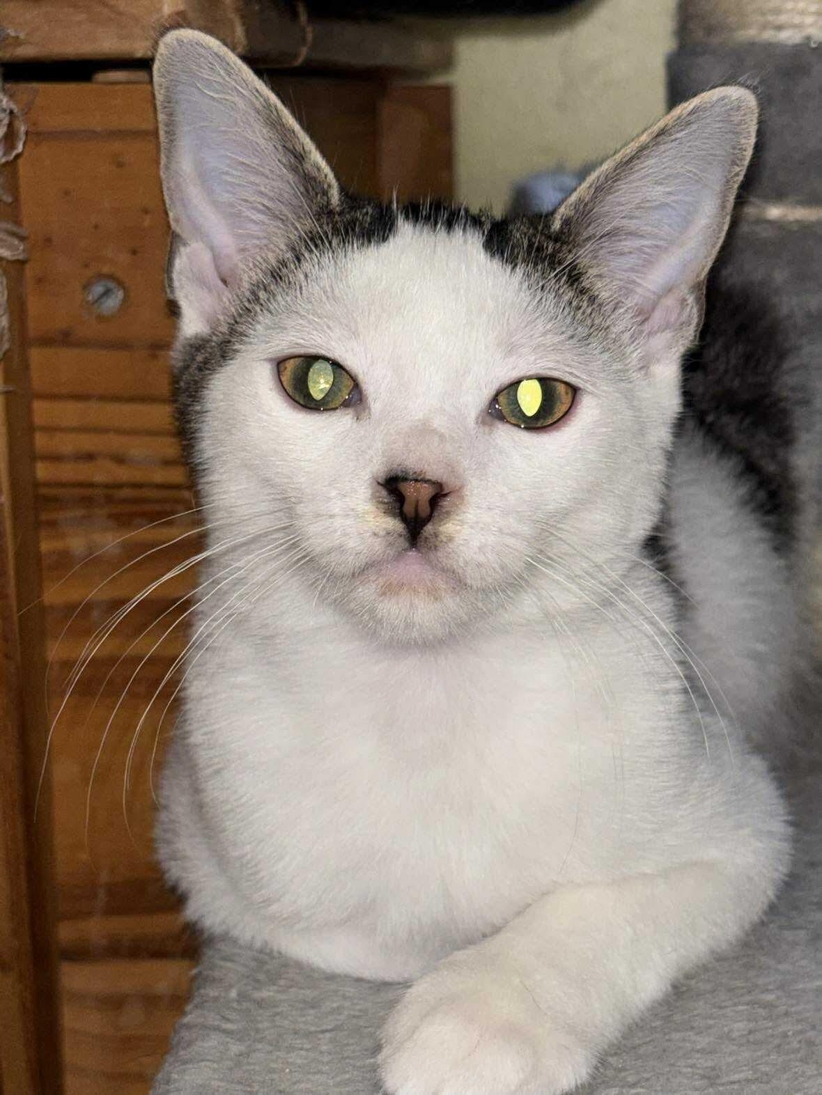 Lily, Adoptable, Young Female Domestic Short Hair.