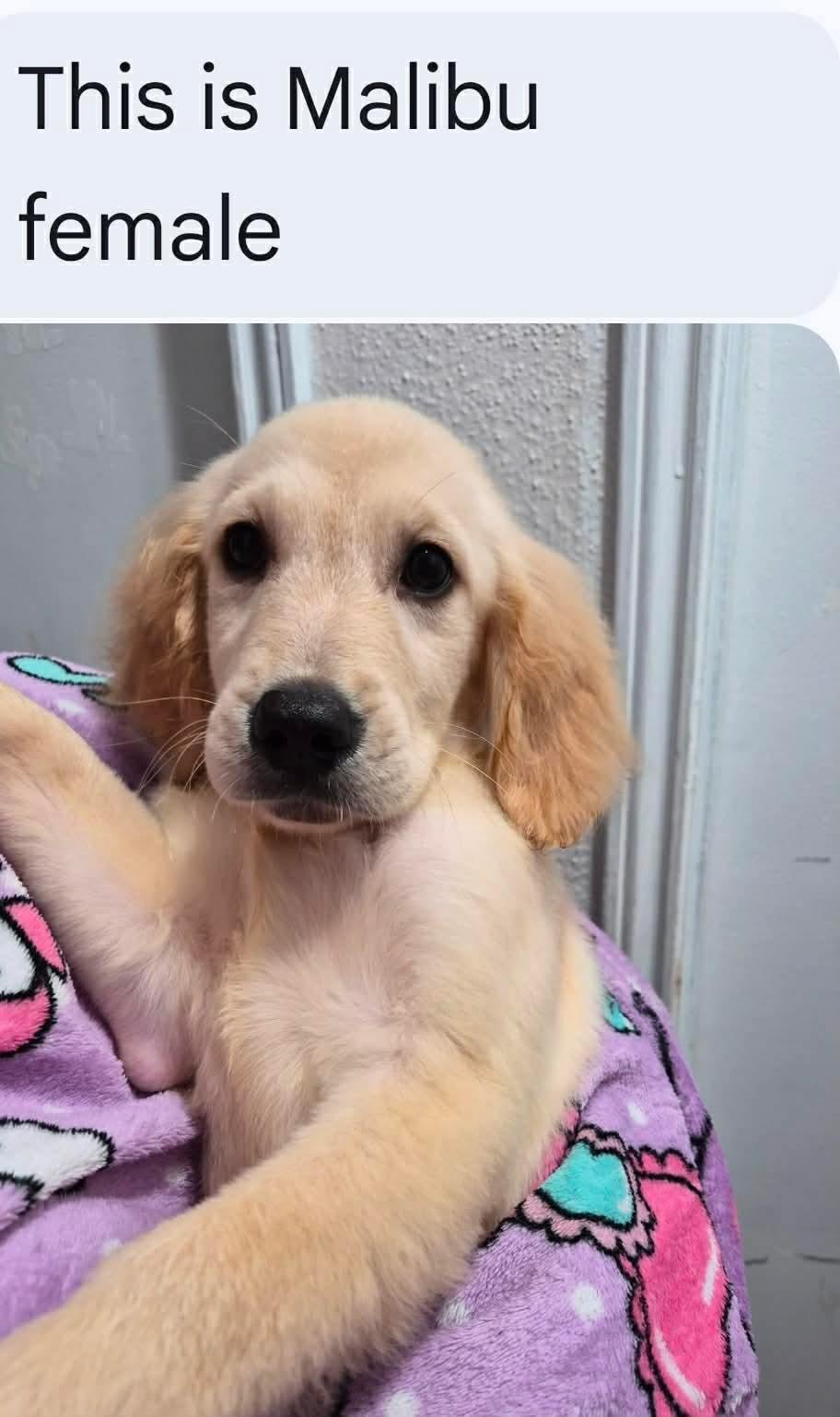 Michele, an adopted Golden Retriever in Houston, TX image 2/2