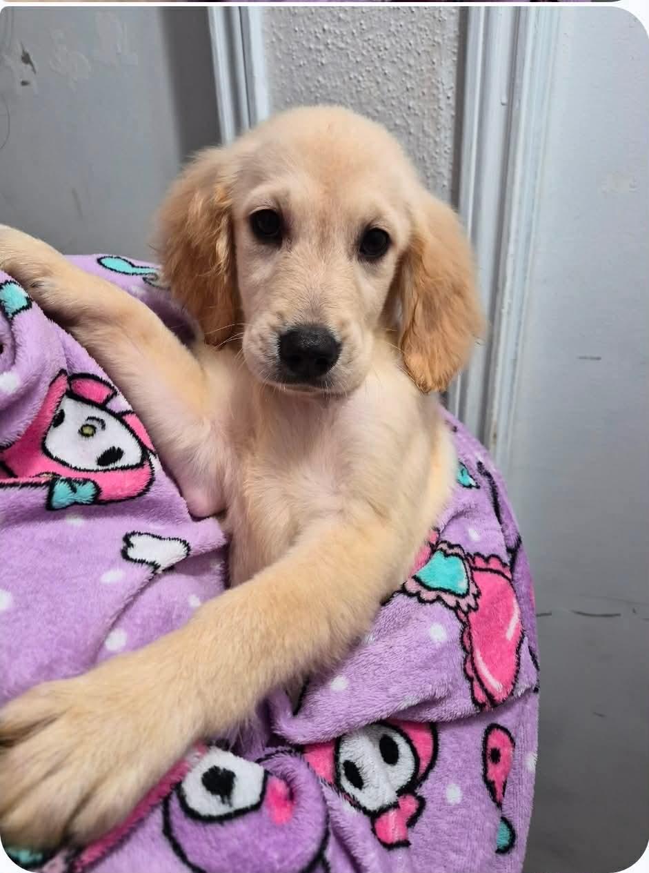 Michele, an adopted Golden Retriever in Houston, TX image 1/2