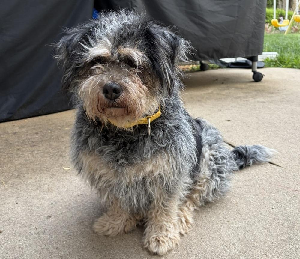 Georgie (277), Adopted, Adult Female Wire Fox Terrier & English Bulldog.