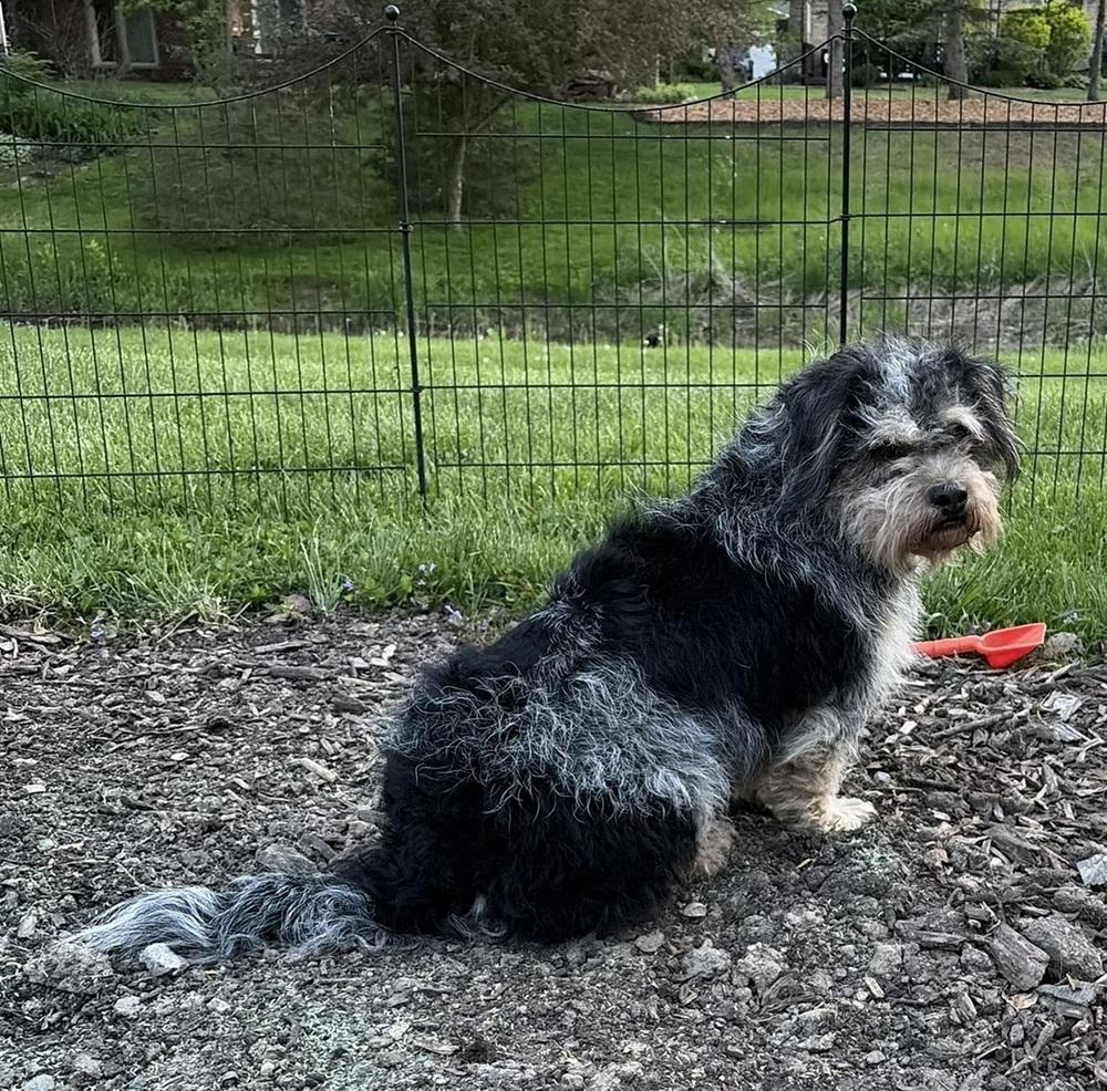 Georgie (277), a Adopted mixed breed in Plymouth, MI image 2/4