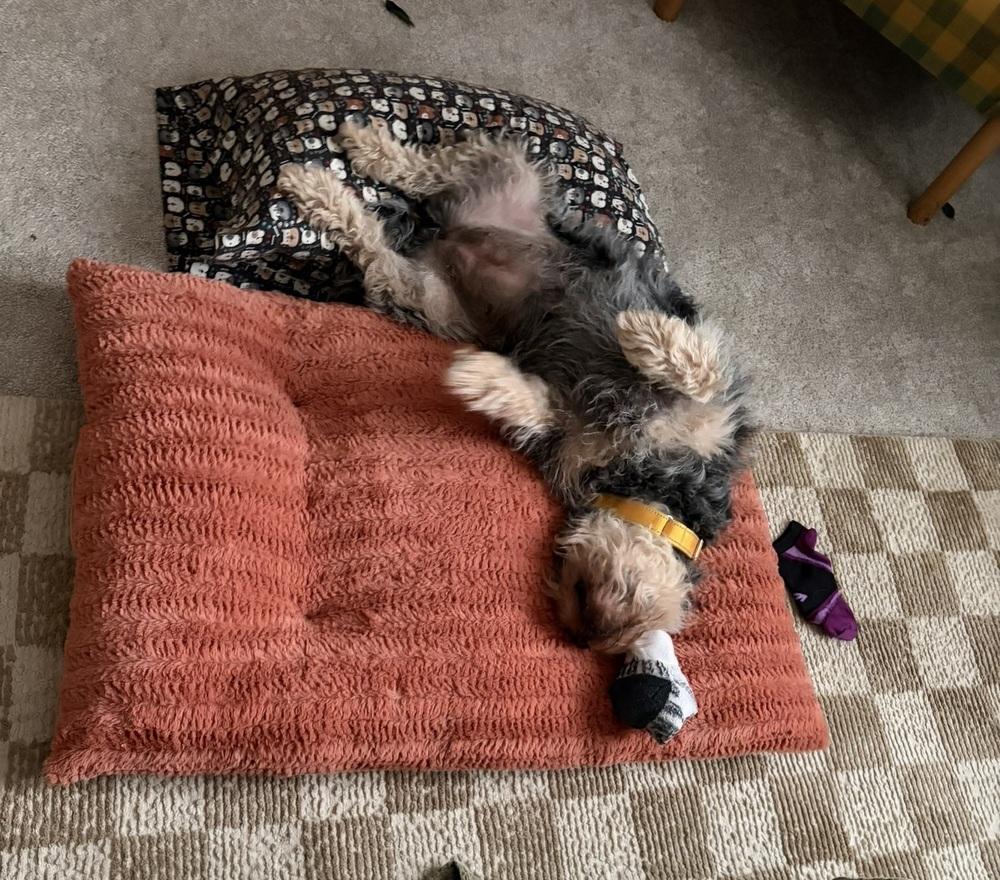 Georgie (277), a Adopted mixed breed in Plymouth, MI image 3/4