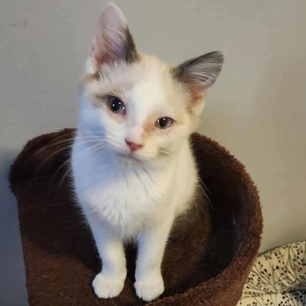 Guppy, a Adoptable mixed breed in Chicago, IL image 3/6