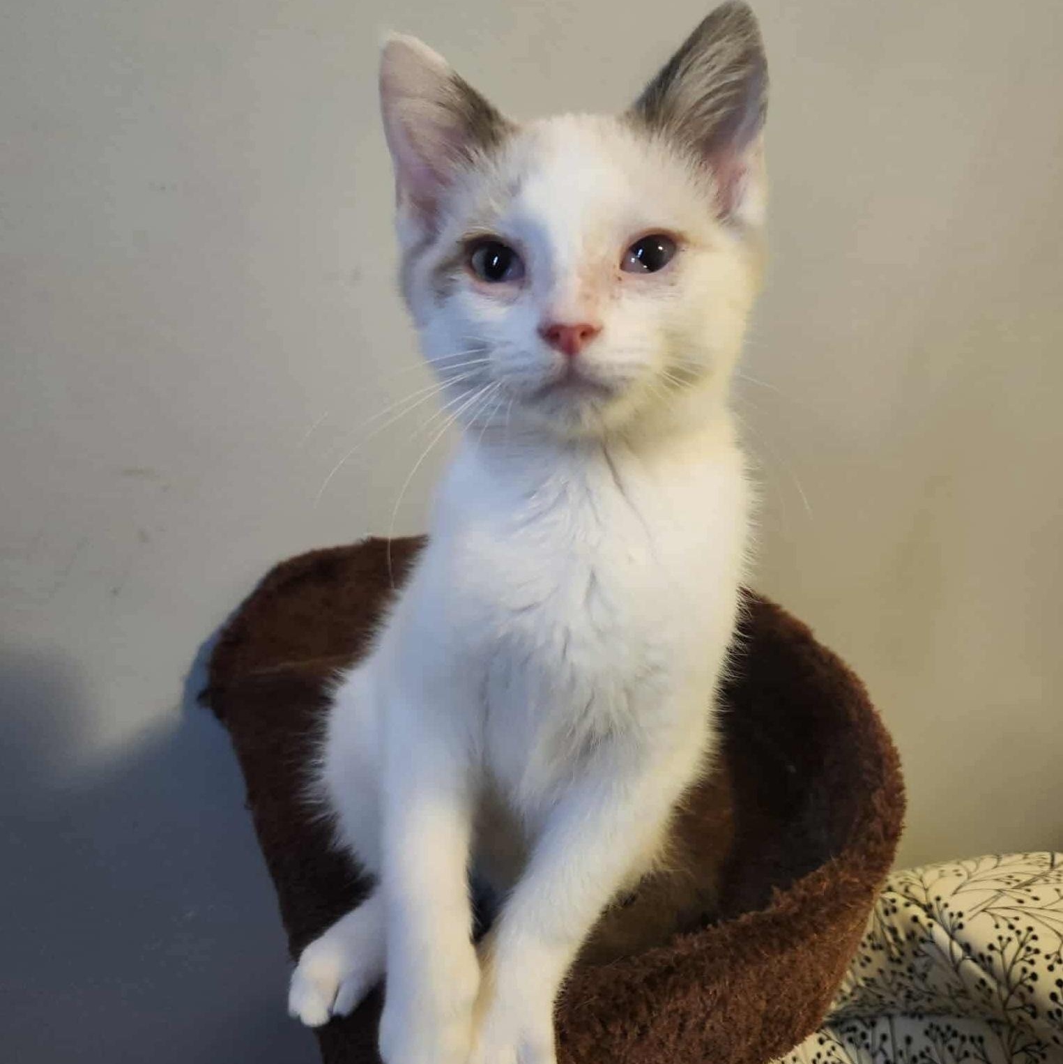 Guppy, a Adoptable mixed breed in Chicago, IL image 4/6