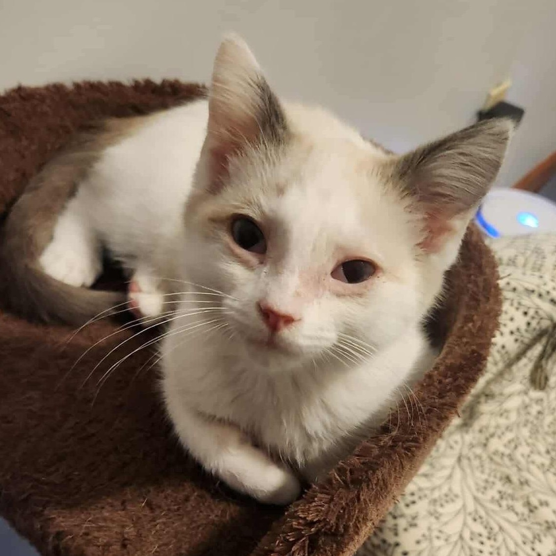 Guppy, a Adoptable mixed breed in Chicago, IL image 2/6