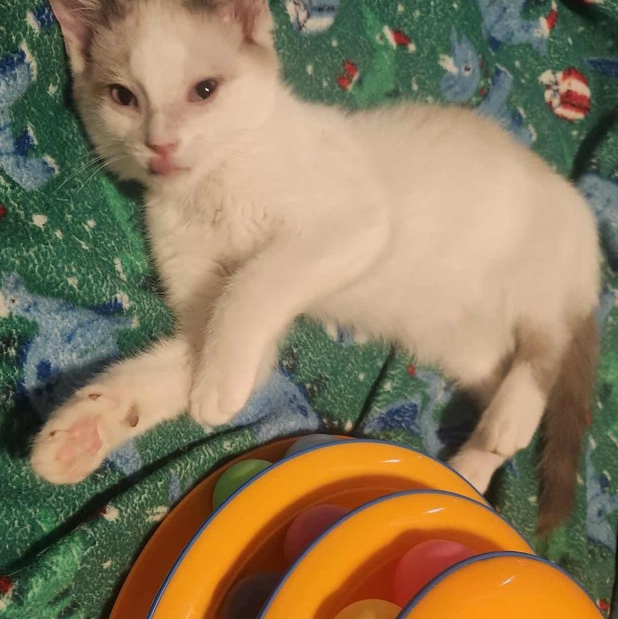 Guppy, Adoptable, Kitten Male Domestic Short Hair.