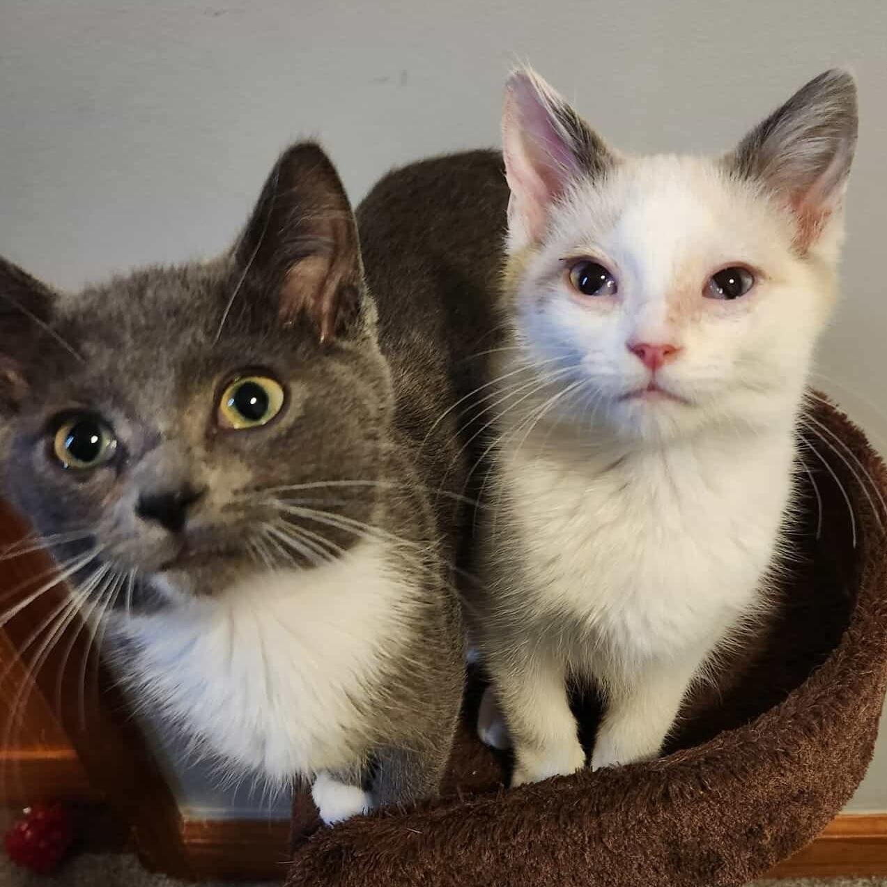 Guppy, a Adoptable mixed breed in Chicago, IL image 5/6