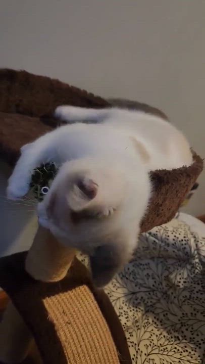 Enlarge Guppy, a Adoptable mixed breed in Chicago, IL video 6/6