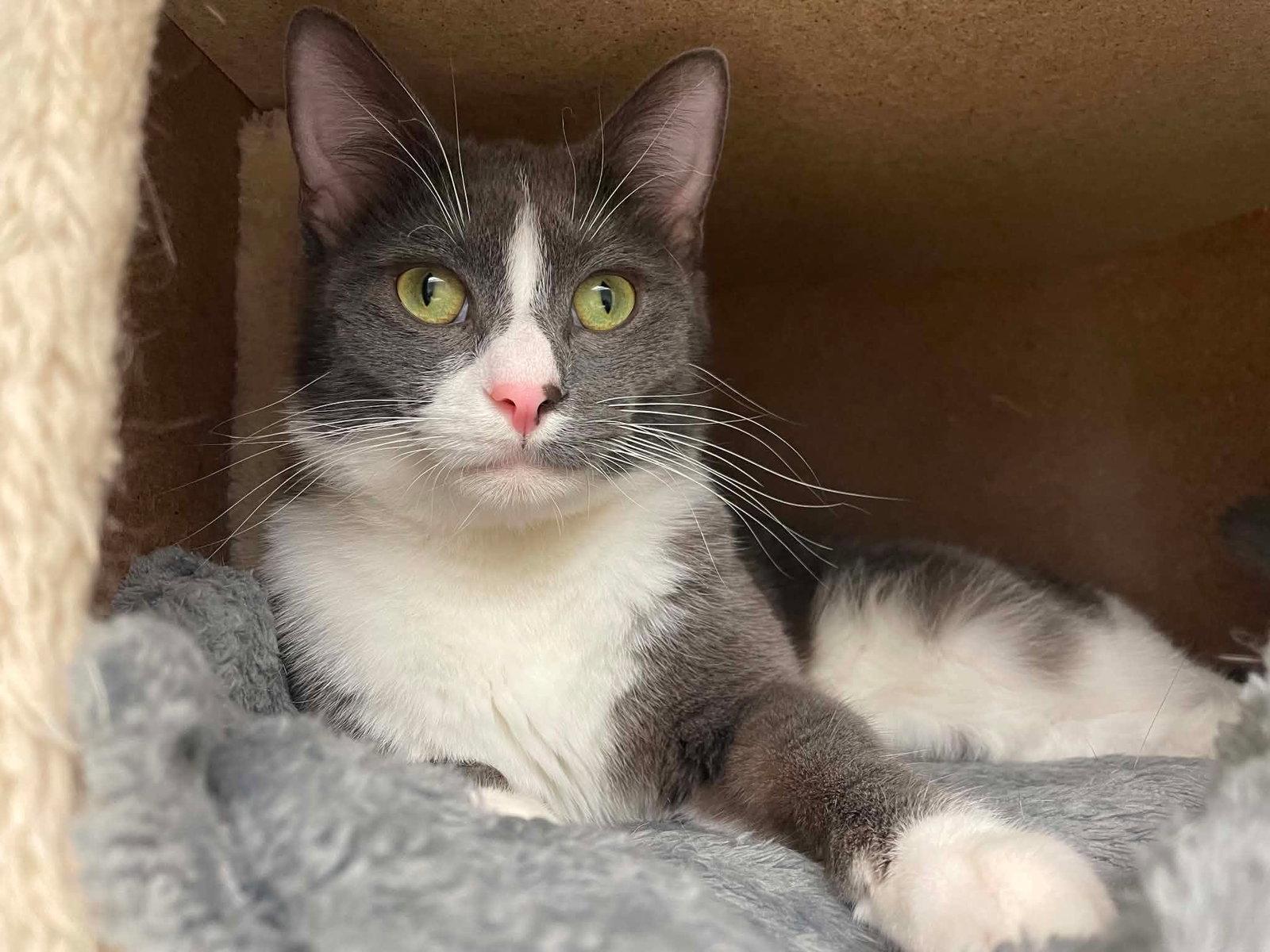 Sam, Adoptable, Young Male Domestic Short Hair.