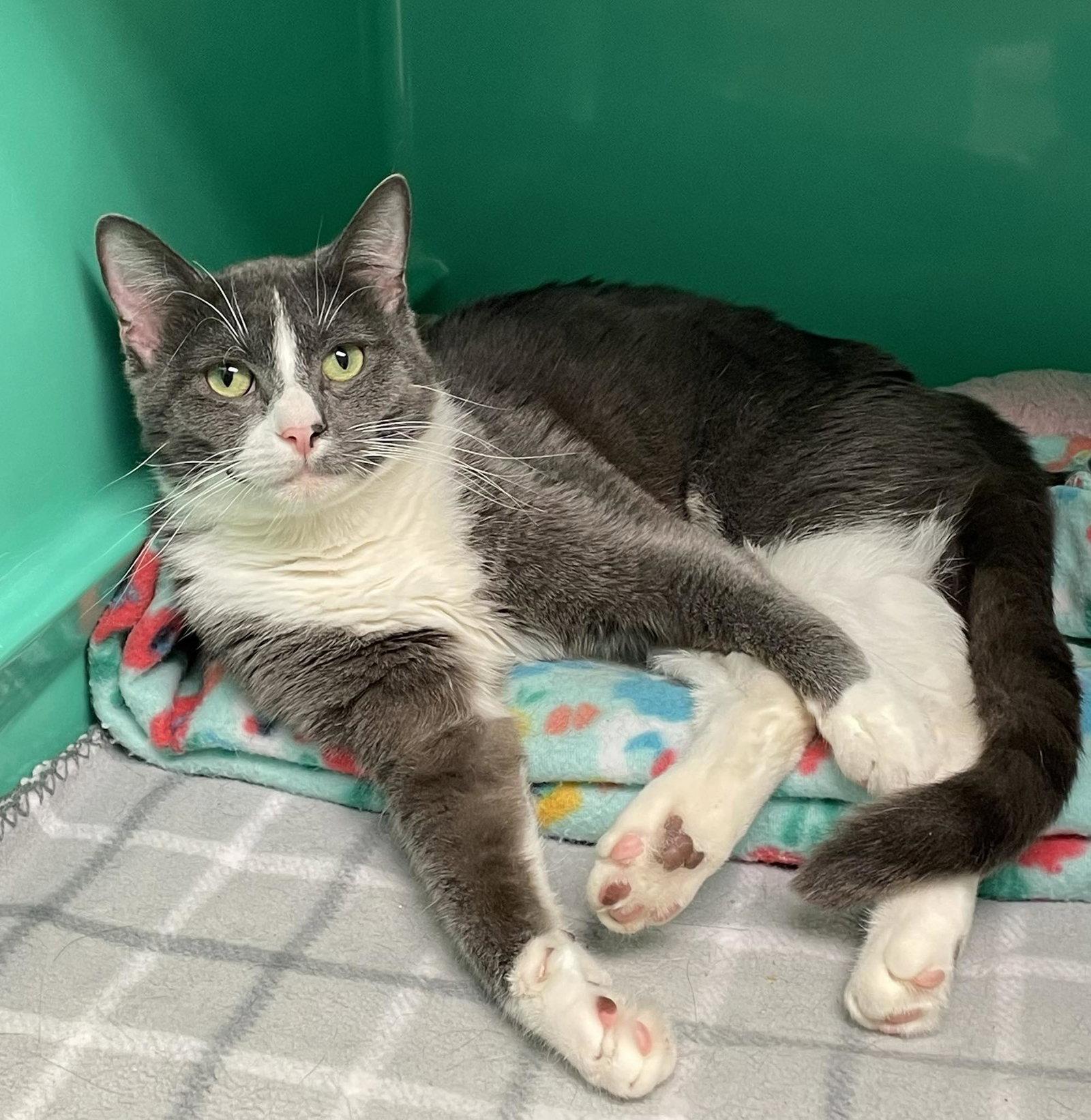 Sam, a Adoptable Domestic Short Hair in Gonic, NH image 2/3