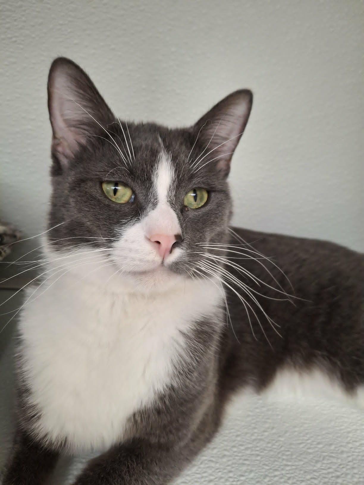 Sam, a Adoptable Domestic Short Hair in Gonic, NH image 3/3
