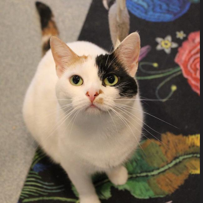 Delta, Adoptable, Adult Female Domestic Short Hair.