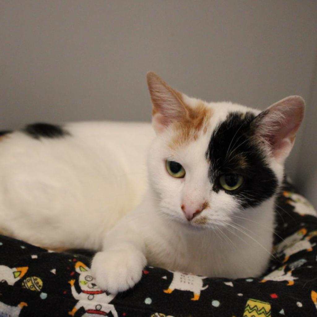 Enlarge Delta, a Adoptable Domestic Short Hair in Defiance, OH image 2/6