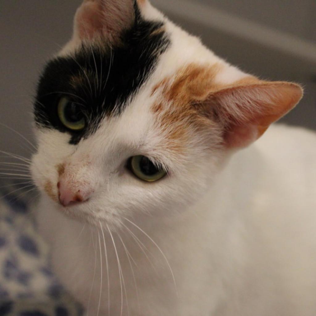 Enlarge Delta, a Adoptable Domestic Short Hair in Defiance, OH image 3/6