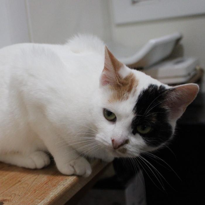 Enlarge Delta, a Adoptable Domestic Short Hair in Defiance, OH image 4/6