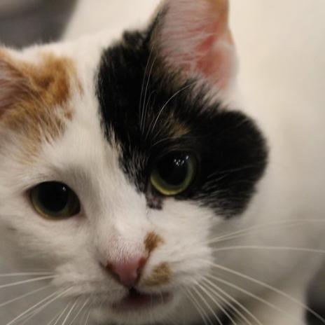 Enlarge Delta, a Adoptable Domestic Short Hair in Defiance, OH image 5/6