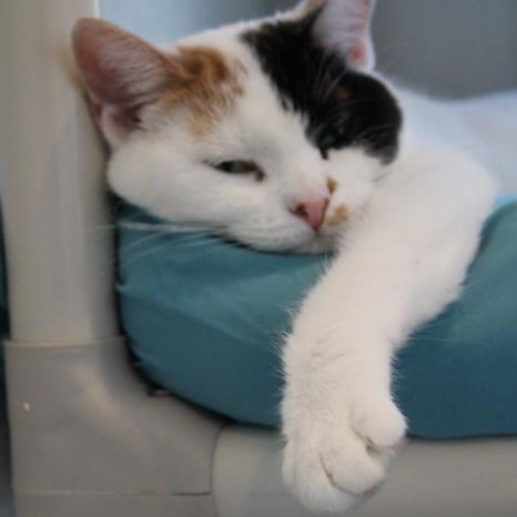 Enlarge Delta, a Adoptable Domestic Short Hair in Defiance, OH image 6/6