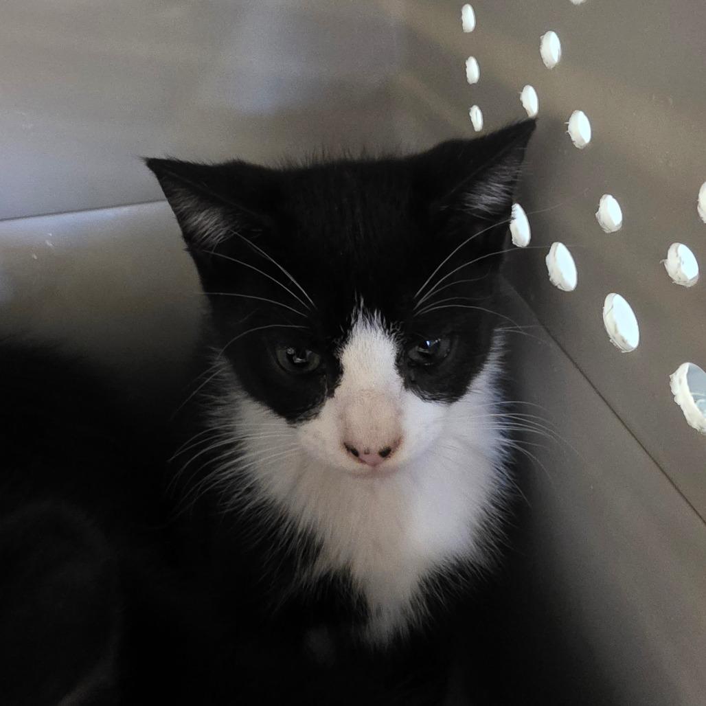 Arthur, Adoptable, Kitten Male Domestic Short Hair.