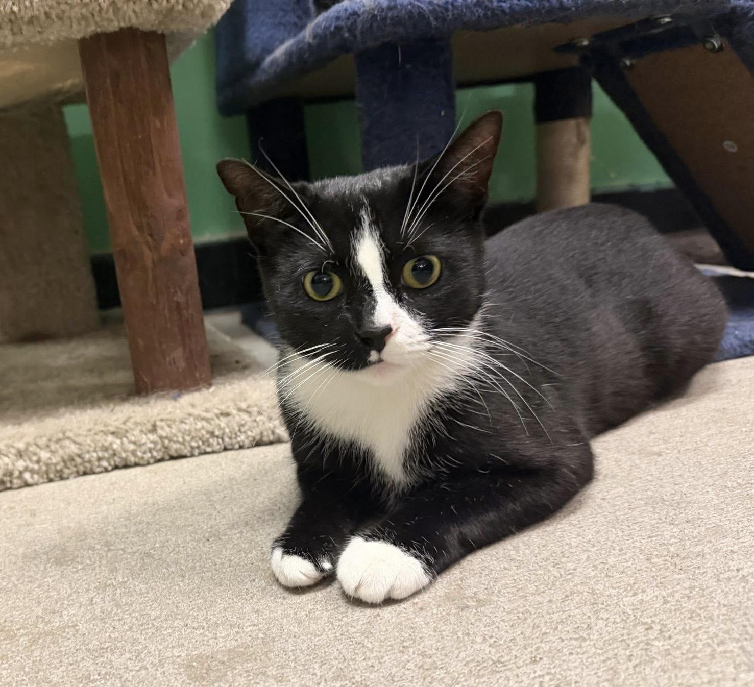 Enlarge Violet, a ADOPTABLE Domestic Short Hair in Bensalem, PA image 2/5