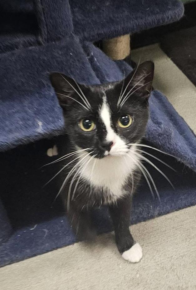 Enlarge Violet, a ADOPTABLE Domestic Short Hair in Bensalem, PA image 1/5