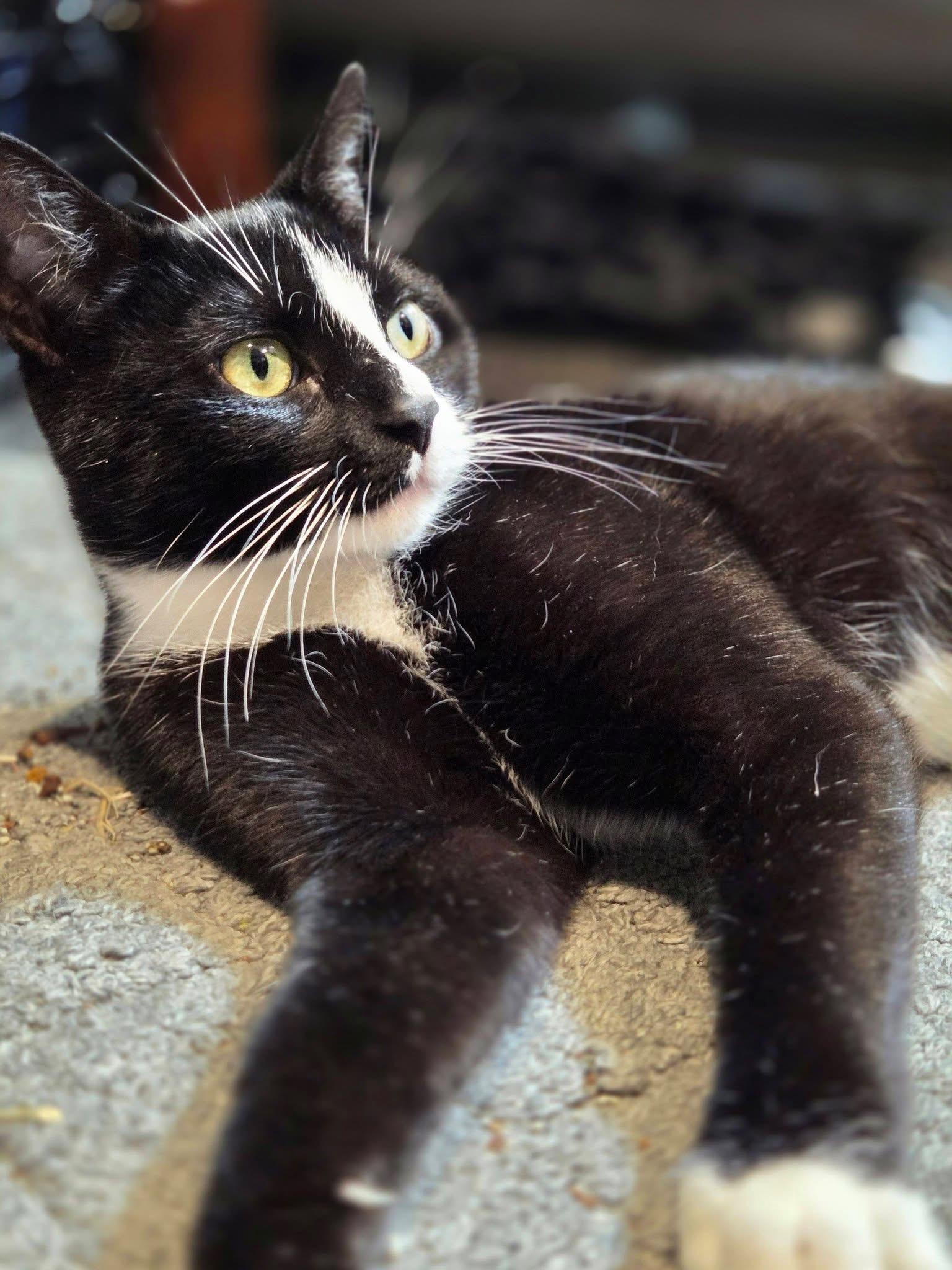 Enlarge Violet, a ADOPTABLE Domestic Short Hair in Bensalem, PA image 5/5
