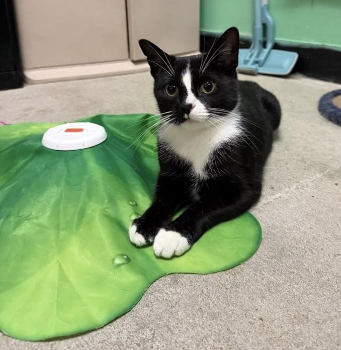 Enlarge Violet, a ADOPTABLE Domestic Short Hair in Bensalem, PA image 3/5