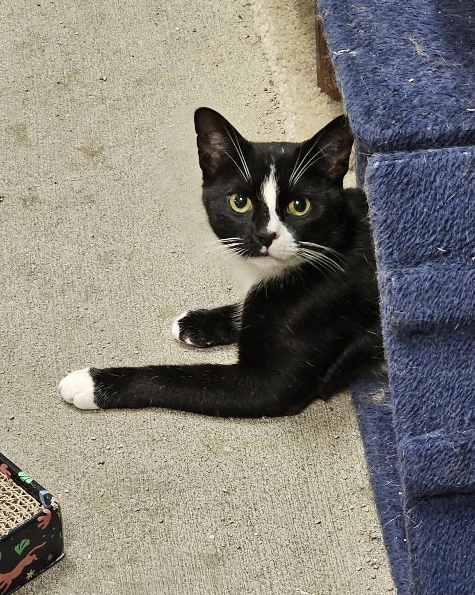 Enlarge Violet, a ADOPTABLE Domestic Short Hair in Bensalem, PA image 4/5