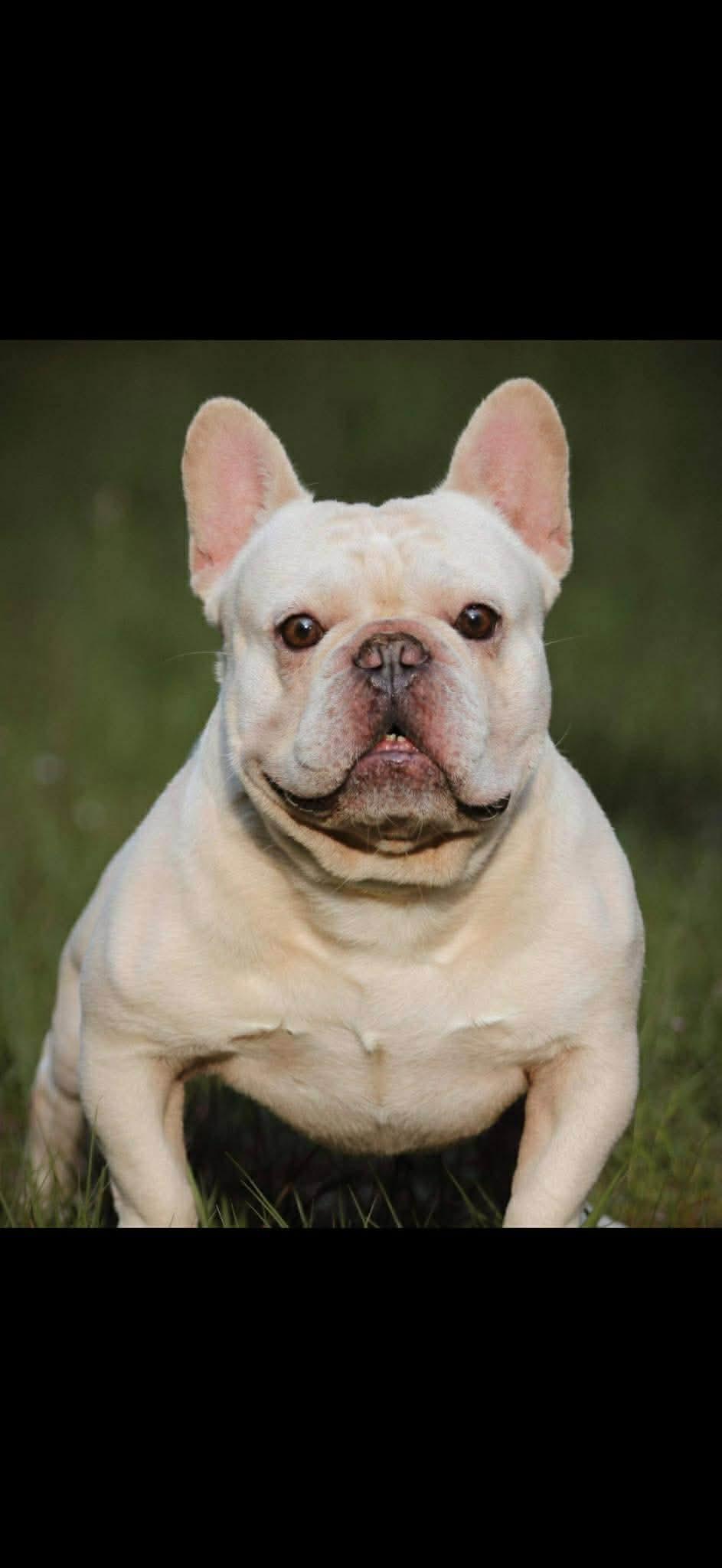 Nemo, a ADOPTABLE French Bulldog in Lutz, FL image 1/2