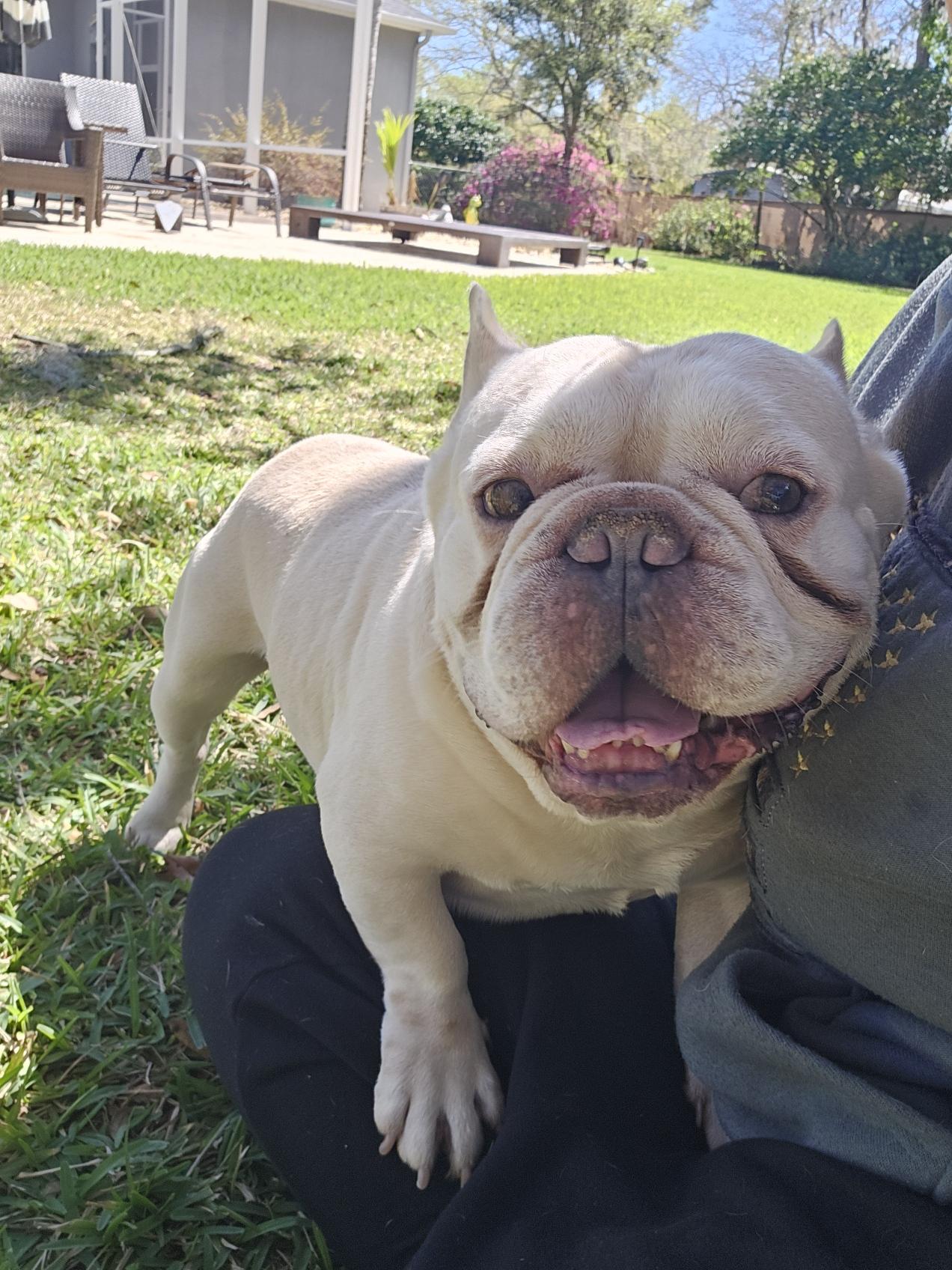 Nemo, a ADOPTABLE French Bulldog in Lutz, FL image 2/2