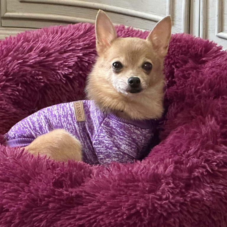 Enlarge Abigail, a Adoptable mixed breed in Hillsborough , NC image 1/3