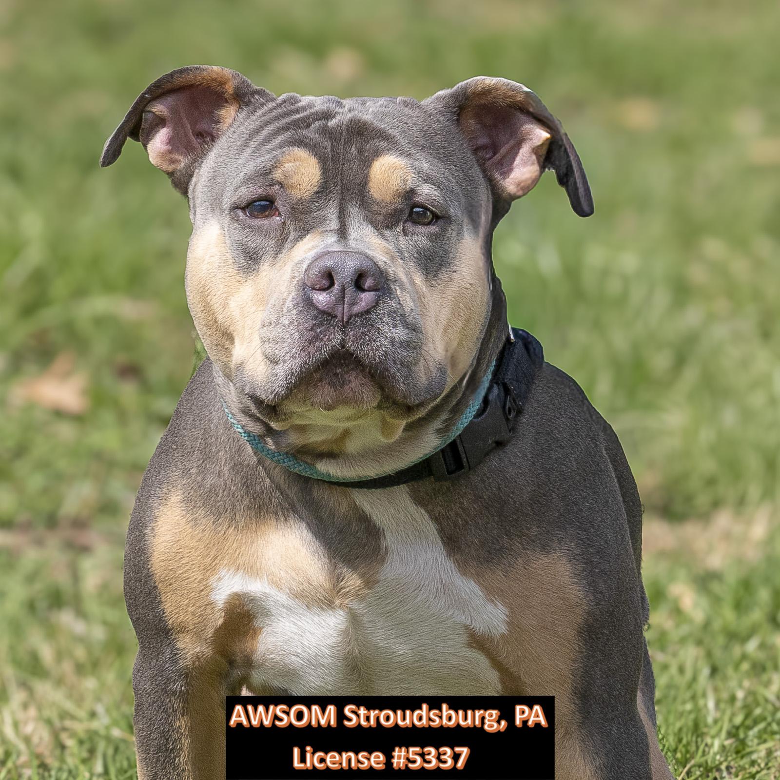 Enlarge Prospect, a ADOPTABLE mixed breed in Stroudsburg, PA image 1/2