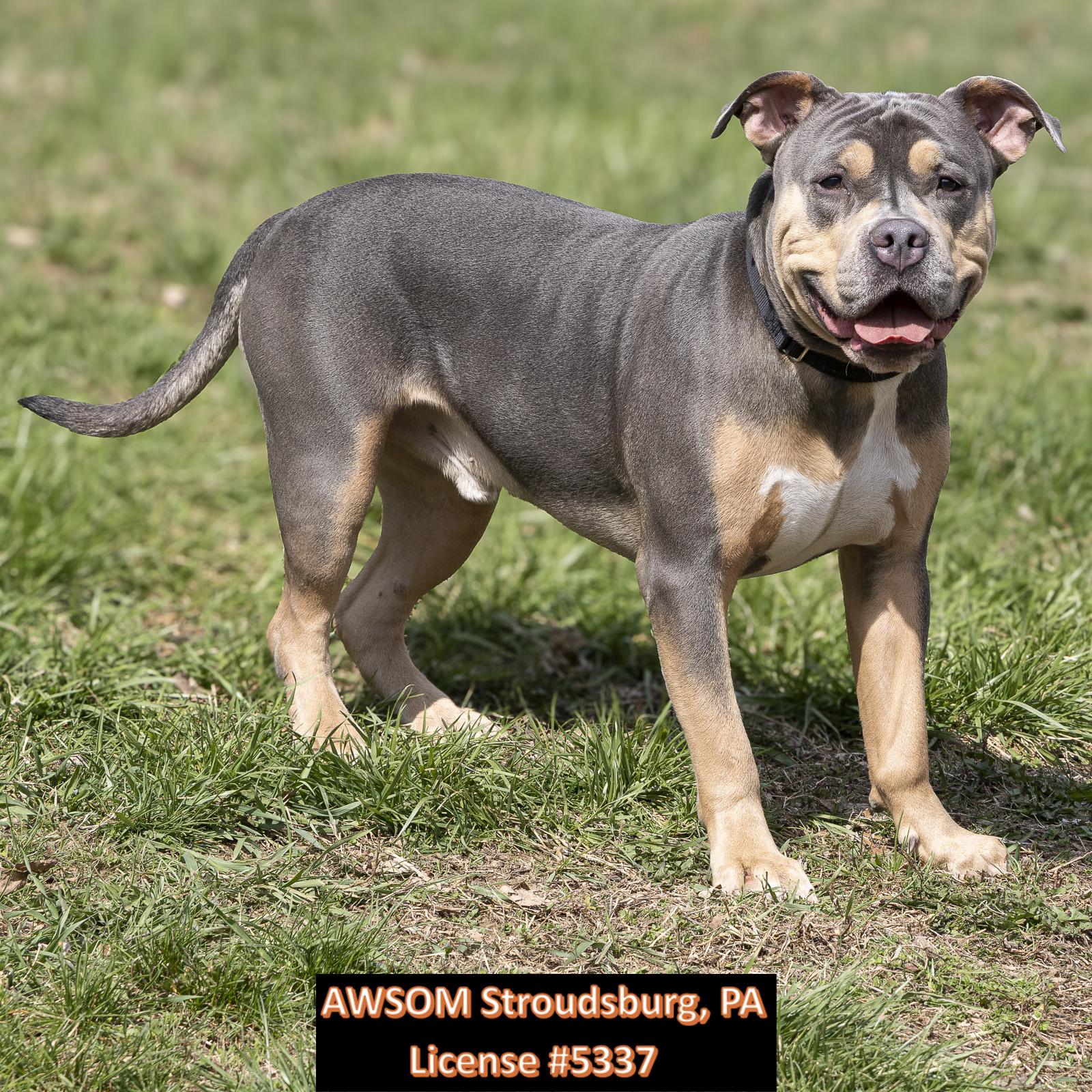 Enlarge Prospect, a ADOPTABLE mixed breed in Stroudsburg, PA image 2/2