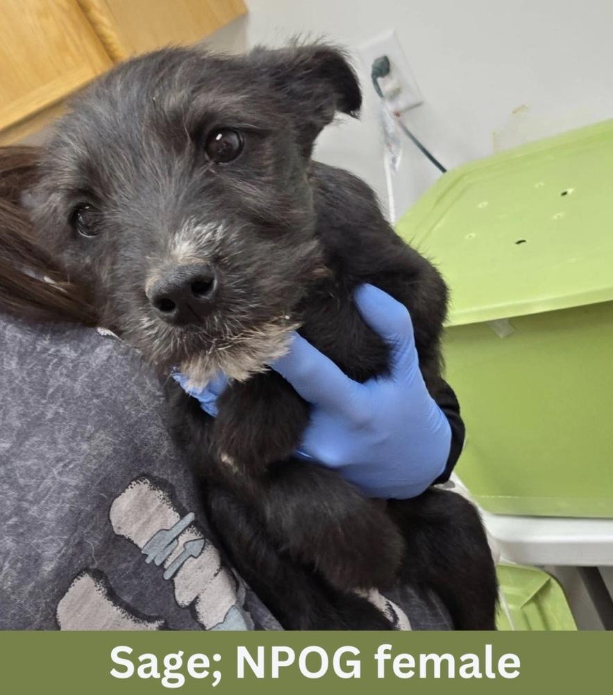 Sage, a Adoptable mixed breed in Rathdrum, ID image 1/6