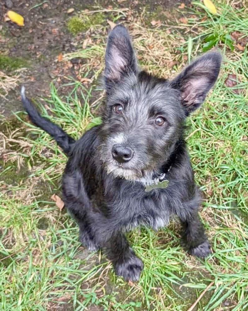 Sage, a Adoptable mixed breed in Rathdrum, ID image 2/6