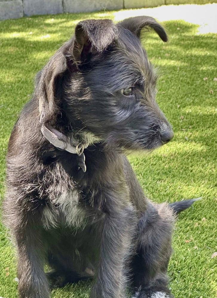 Sage, a Adoptable mixed breed in Rathdrum, ID image 3/6