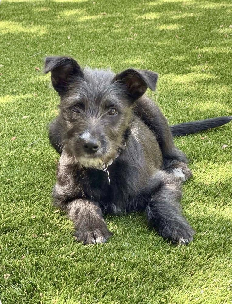 Sage, a Adoptable mixed breed in Rathdrum, ID image 5/6