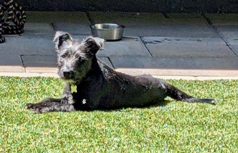Sage, a Adoptable mixed breed in Rathdrum, ID image 6/6