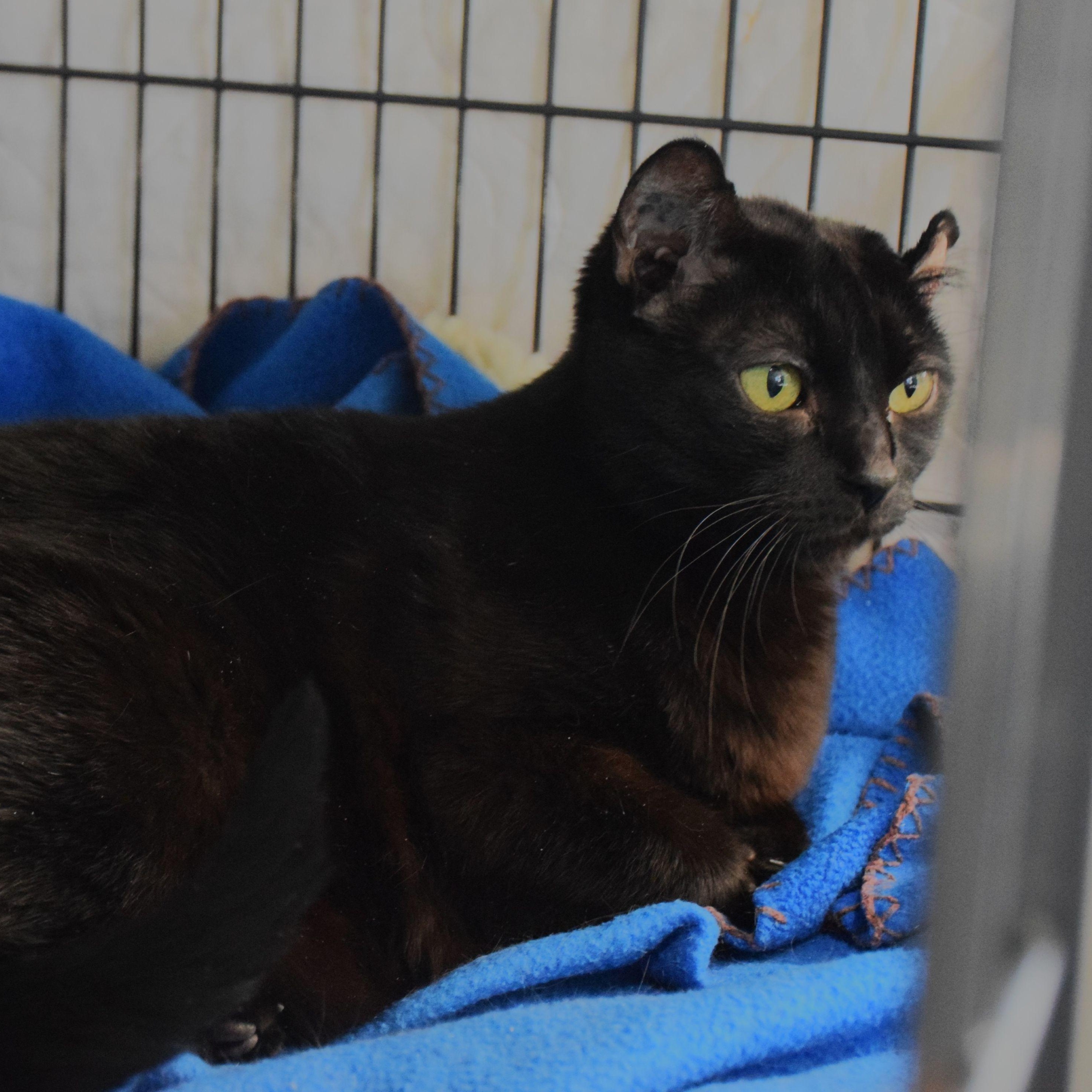 Rachel, ADOPTABLE, Adult Female Domestic Short Hair.