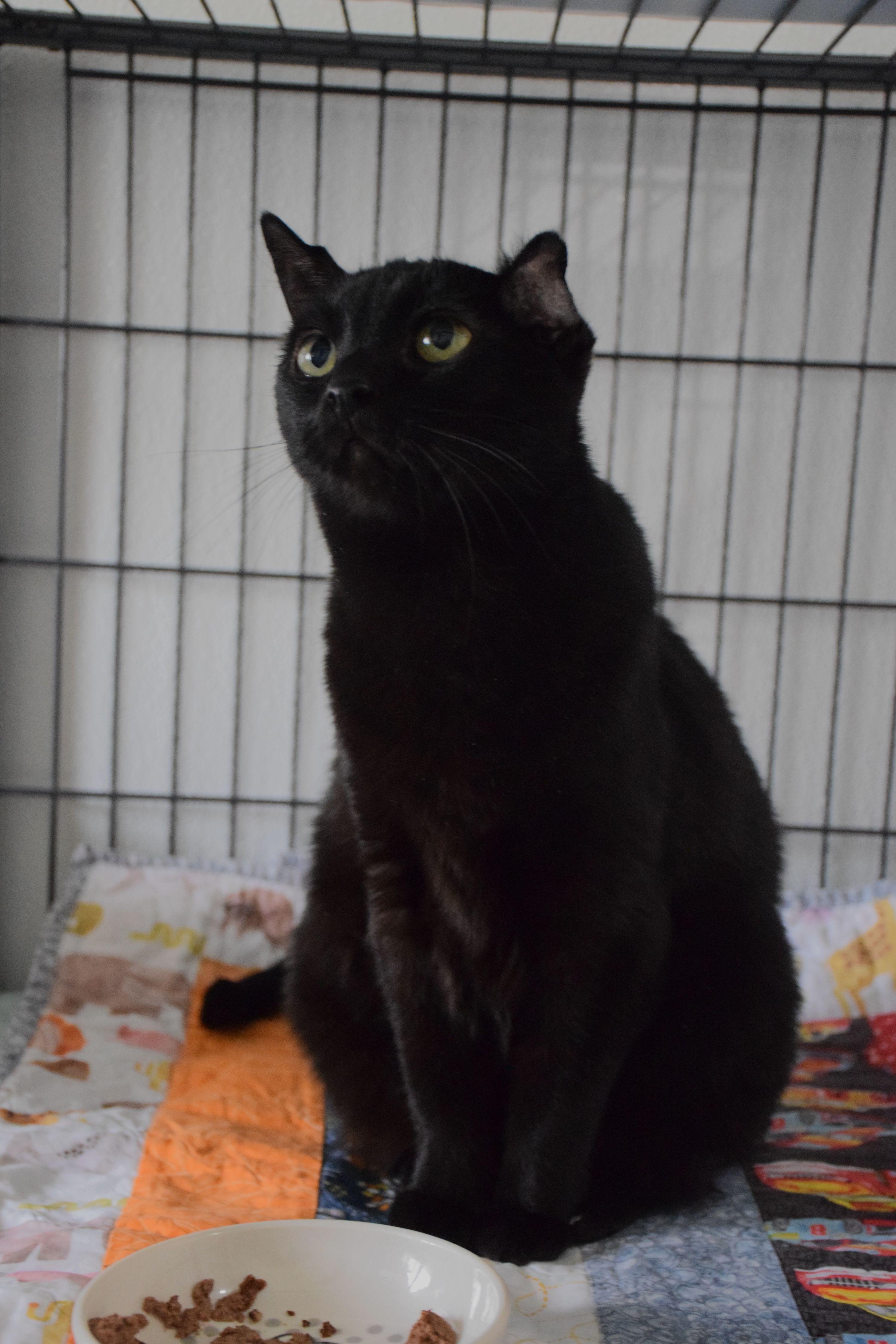 Enlarge Rachel, a ADOPTABLE Domestic Short Hair in Claresholm, AB image 1/1