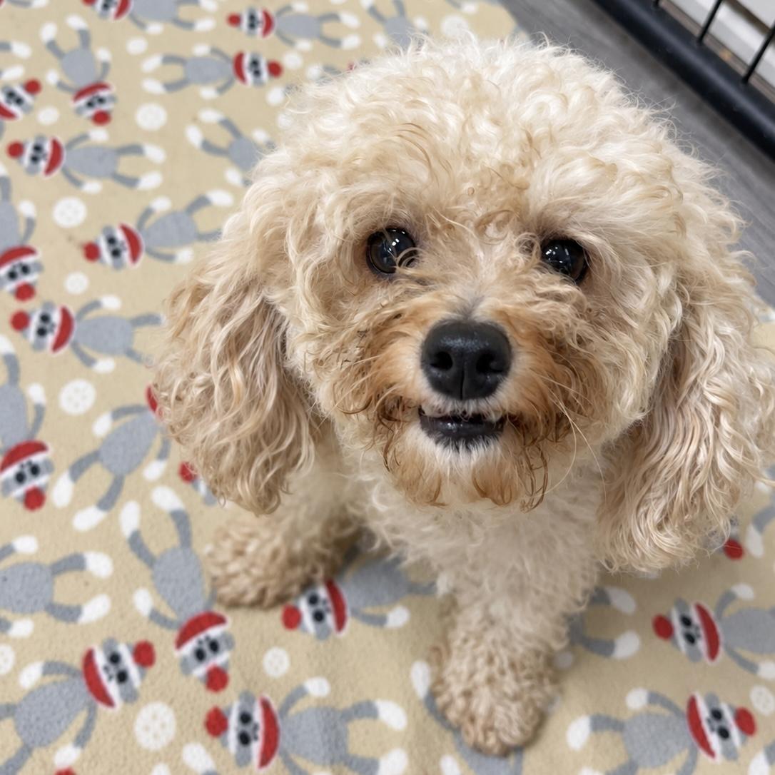 Enlarge Sevilla, a Adoptable Poodle in Hartland, WI image 6/6