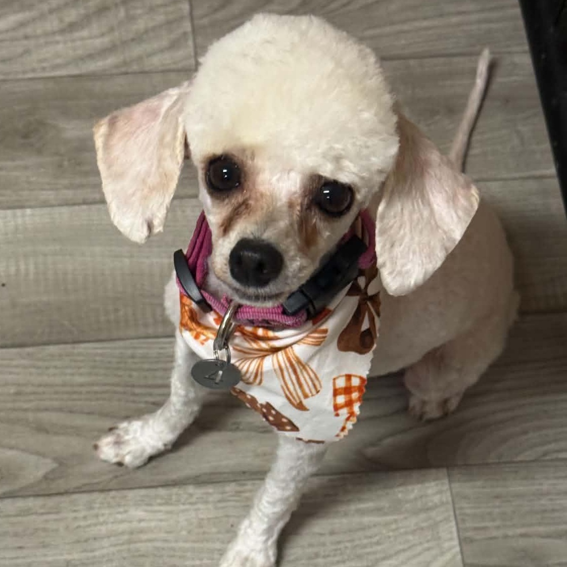 Enlarge Sevilla, a Adoptable Poodle in Hartland, WI image 2/6