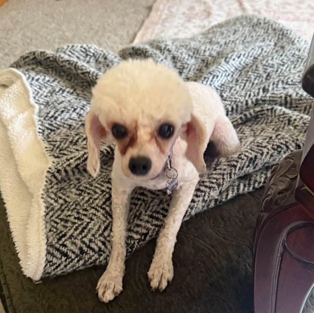 Enlarge Sevilla, a Adoptable Poodle in Hartland, WI image 4/6