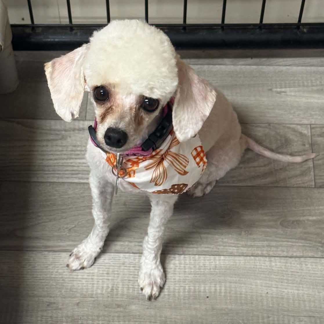 Enlarge Sevilla, a Adoptable Poodle in Hartland, WI image 3/6