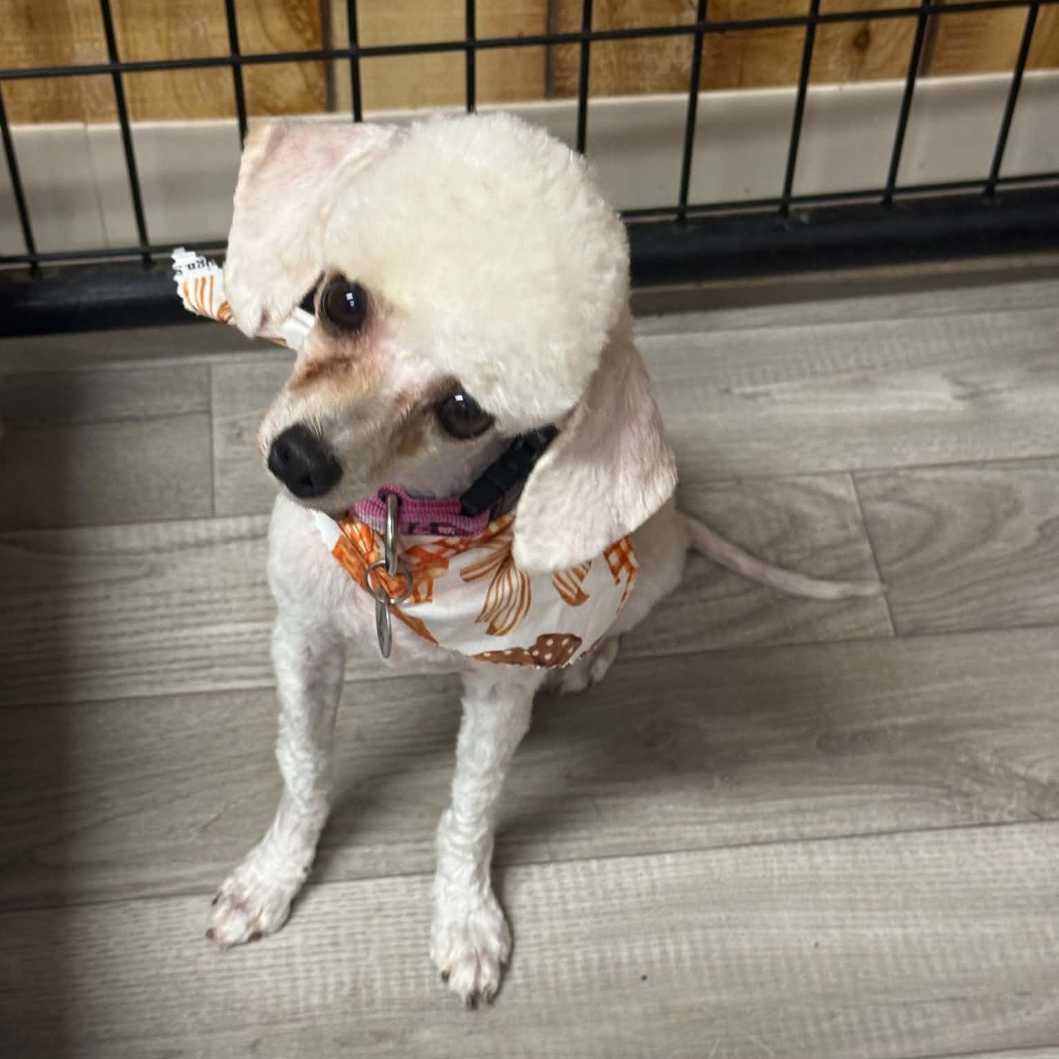 Sevilla, Adoptable, Adult Female Poodle.