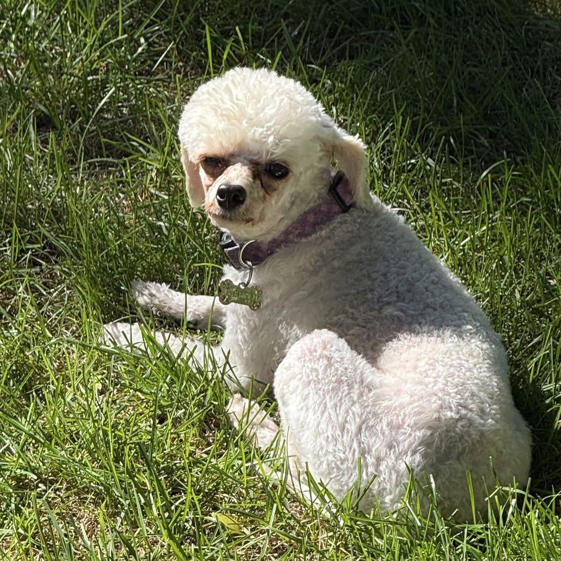 Enlarge Sevilla, a Adoptable Poodle in Hartland, WI image 5/6