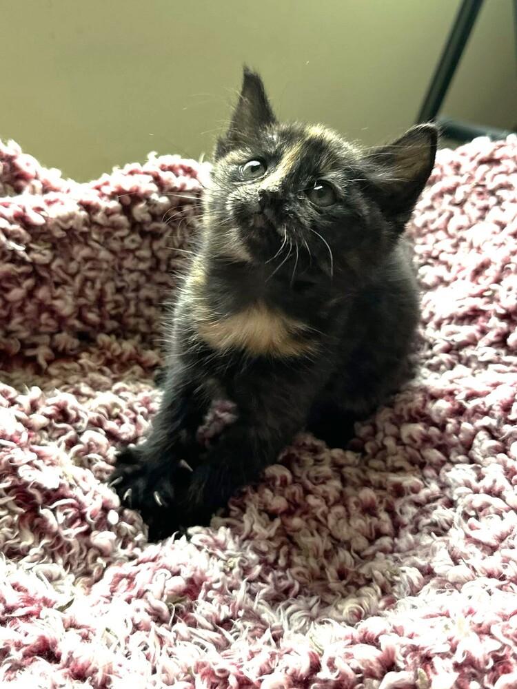 Enlarge Iris, a Adoptable Domestic Short Hair in Mooresville, NC image 1/1
