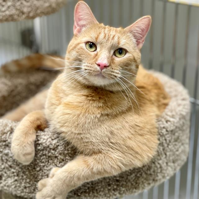 Enlarge SOLEIL, a Adoptable Domestic Short Hair in Edmond, OK image 1/1