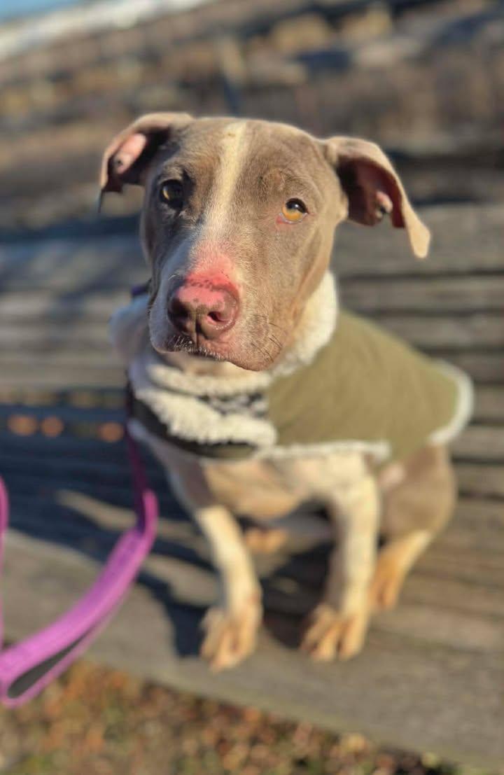 Enlarge Charlotte, a Adoptable Mixed Breed in Stamford, CT image 1/3